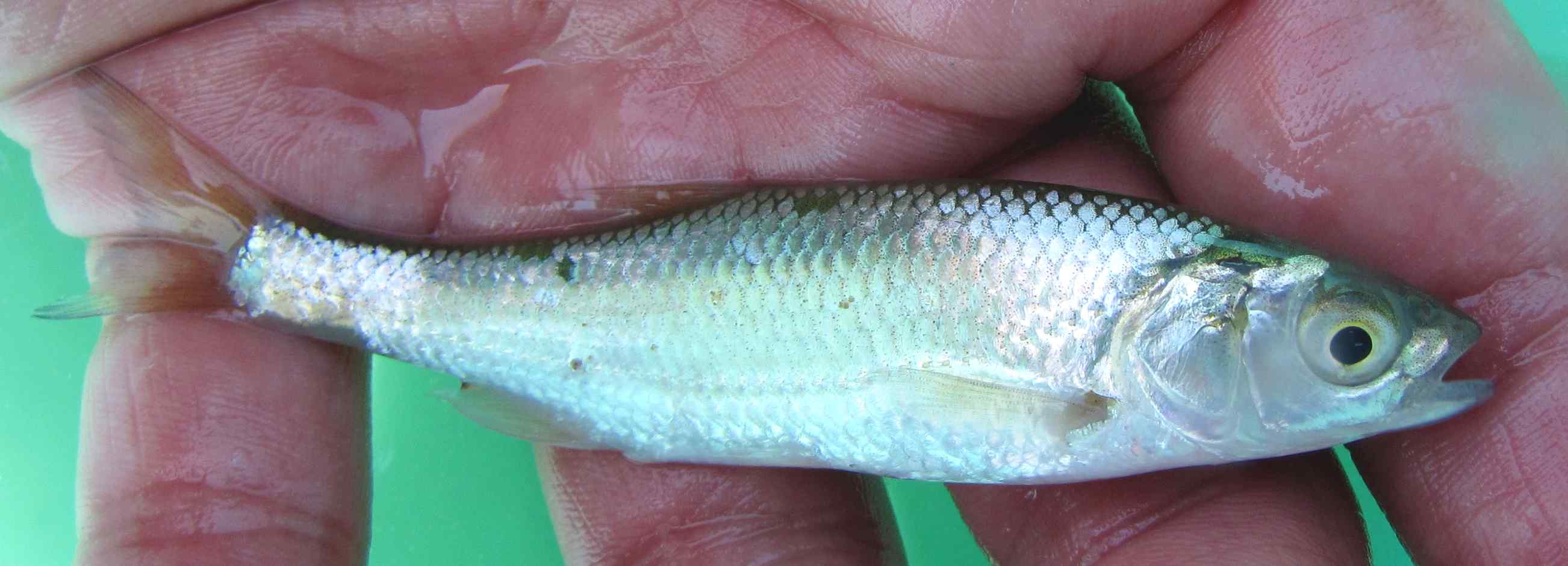 Identificazione Ciprinidi